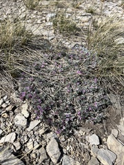 Astragalus tridactylicus
