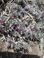 Astragalus tridactylicus