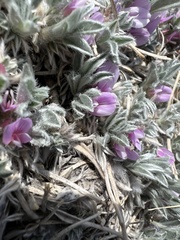 Astragalus tridactylicus