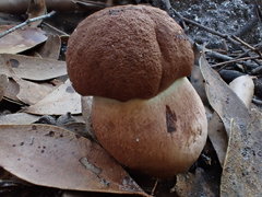 Tylopilus brunneus