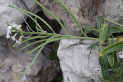 Matthiola incana