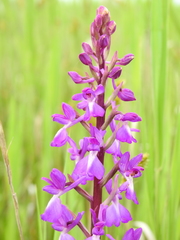Anacamptis palustris