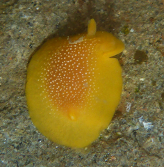 Doriopsilla albopunctata