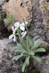 Matthiola incana