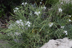 Matthiola incana