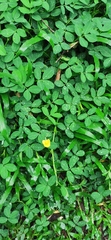 Arachis duranensis