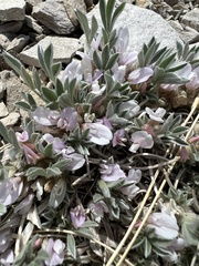 Astragalus tridactylicus