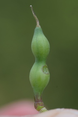 Raphanus raphanistrum