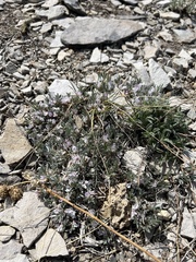 Astragalus tridactylicus