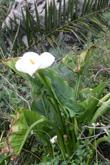 Zantedeschia aethiopica
