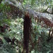 Cyathea divergens - Photo (c) Leticia Soriano Flores, some rights reserved (CC BY-NC), uploaded by Leticia Soriano Flores