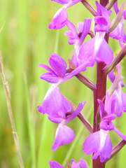 Anacamptis palustris