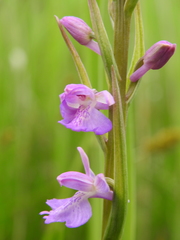Anacamptis palustris