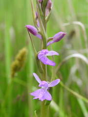Anacamptis palustris