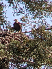 Haliaeetus leucocephalus