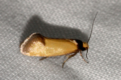 Microbela epicona