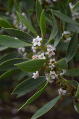 Myoporum