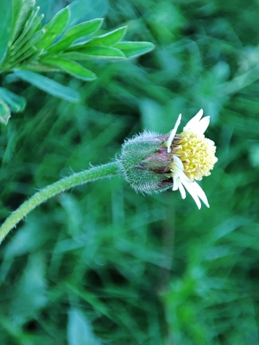 Tridax image