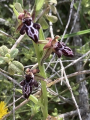 Ophrys cretica