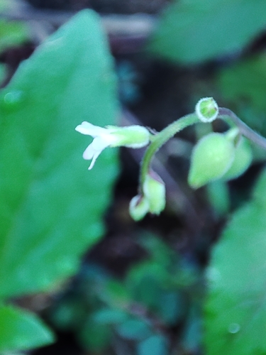 Priva lappulacea image