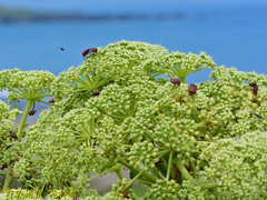 Graphosoma rubrolineatum