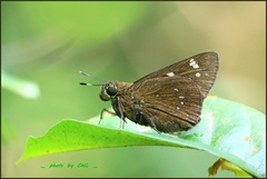 Pelopidas assamensis