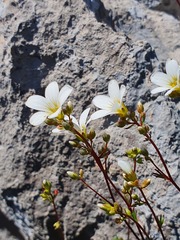 Saxifraga canaliculata