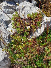 Saxifraga canaliculata