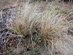 Carex litorosa