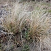 Carex litorosa - Photo 由 John Barkla 所上傳的 (c) John Barkla，保留部份權利CC BY