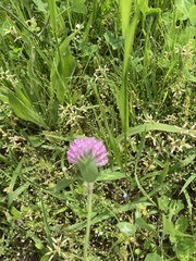 Trifolium pratense