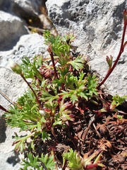 Saxifraga canaliculata