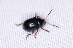 Brachypnoea lecontei