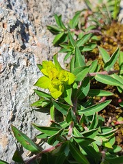 Euphorbia flavicoma