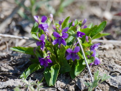 Viola irinae