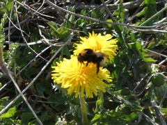 Bombus bohemicus