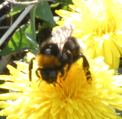 Bombus bohemicus