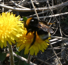 Bombus bohemicus