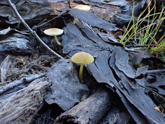 Pluteus hubregtseorum