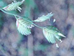 Eragrostis superba image