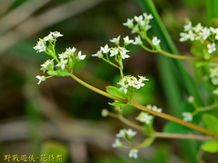 Galium bungei trachyspermum