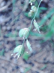 Eragrostis superba image