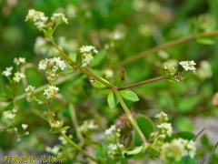 Galium bungei trachyspermum
