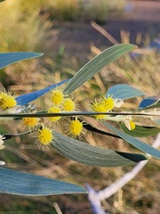 Acacia venulosa