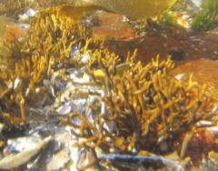 Bifurcariopsis capensis