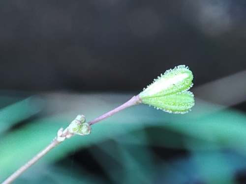 Boerhavia diffusa image