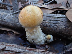 Austroboletus niveus