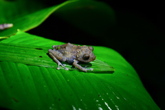 Pristimantis pardalis