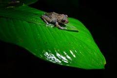 Pristimantis pardalis