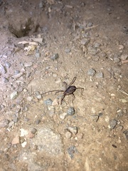 Protolophus singularis